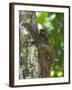 Flying Lemur (Gliding Lemur) (Galeopterus Variegates) in Bako National Park Near Kuching-Louise Murray-Framed Photographic Print