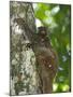 Flying Lemur (Gliding Lemur) (Galeopterus Variegates) in Bako National Park Near Kuching-Louise Murray-Mounted Photographic Print