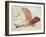 Flying Machine-Leonardo da Vinci-Framed Giclee Print