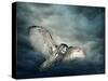 Flying Owl Bird at Night-egal-Stretched Canvas