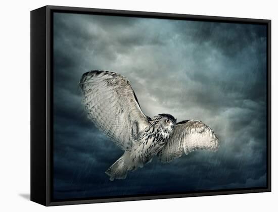 Flying Owl Bird at Night-egal-Framed Stretched Canvas