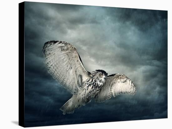 Flying Owl Bird at Night-egal-Stretched Canvas