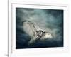 Flying Owl Bird at Night-egal-Framed Photographic Print
