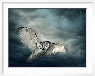 NIGHT OWL BIRD FLYING ANIMAL CANVAS Wall Art Picture Print