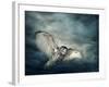 Flying Owl Bird at Night-egal-Framed Photographic Print