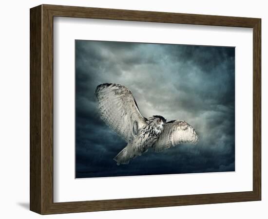 Flying Owl Bird at Night-egal-Framed Photographic Print