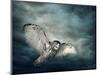 Flying Owl Bird at Night-egal-Mounted Photographic Print