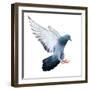 Flying Pigeon Bird in Action Isolated on White Background-Mrs_ya-Framed Photographic Print