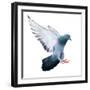 Flying Pigeon Bird in Action Isolated on White Background-Mrs_ya-Framed Photographic Print