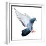 Flying Pigeon Bird in Action Isolated on White Background-Mrs_ya-Framed Photographic Print