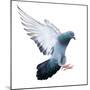 Flying Pigeon Bird in Action Isolated on White Background-Mrs_ya-Mounted Photographic Print