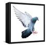 Flying Pigeon Bird in Action Isolated on White Background-Mrs_ya-Framed Stretched Canvas