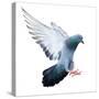 Flying Pigeon Bird in Action Isolated on White Background-Mrs_ya-Stretched Canvas