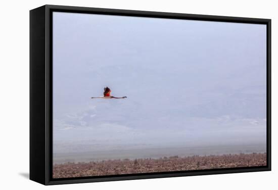 Flying Pink Flamingo in the Salar De Atacama, Chile and Bolivia-Françoise Gaujour-Framed Stretched Canvas