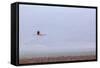 Flying Pink Flamingo in the Salar De Atacama, Chile and Bolivia-Françoise Gaujour-Framed Stretched Canvas