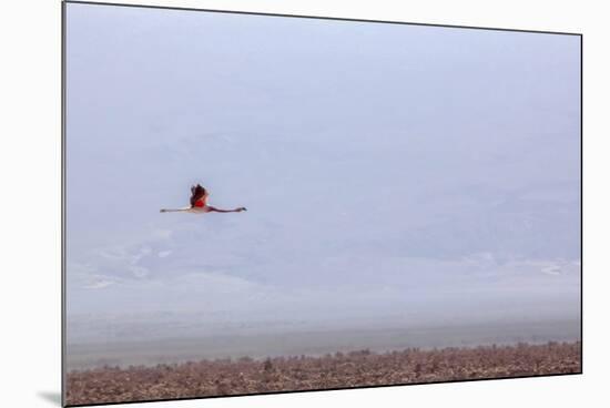 Flying Pink Flamingo in the Salar De Atacama, Chile and Bolivia-Françoise Gaujour-Mounted Premium Photographic Print