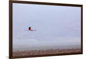 Flying Pink Flamingo in the Salar De Atacama, Chile and Bolivia-Françoise Gaujour-Framed Photographic Print