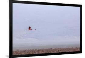 Flying Pink Flamingo in the Salar De Atacama, Chile and Bolivia-Françoise Gaujour-Framed Photographic Print