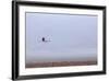 Flying Pink Flamingo in the Salar De Atacama, Chile and Bolivia-Françoise Gaujour-Framed Photographic Print