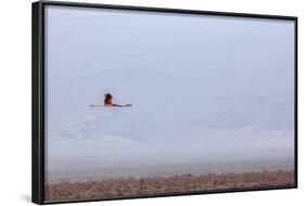 Flying Pink Flamingo in the Salar De Atacama, Chile and Bolivia-Françoise Gaujour-Framed Photographic Print