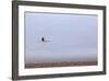 Flying Pink Flamingo in the Salar De Atacama, Chile and Bolivia-Françoise Gaujour-Framed Photographic Print