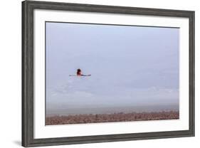 Flying Pink Flamingo in the Salar De Atacama, Chile and Bolivia-Françoise Gaujour-Framed Photographic Print