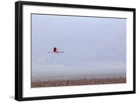 Flying Pink Flamingo in the Salar De Atacama, Chile and Bolivia-Françoise Gaujour-Framed Photographic Print