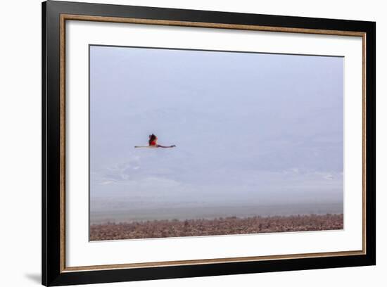 Flying Pink Flamingo in the Salar De Atacama, Chile and Bolivia-Françoise Gaujour-Framed Photographic Print