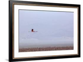 Flying Pink Flamingo in the Salar De Atacama, Chile and Bolivia-Françoise Gaujour-Framed Photographic Print