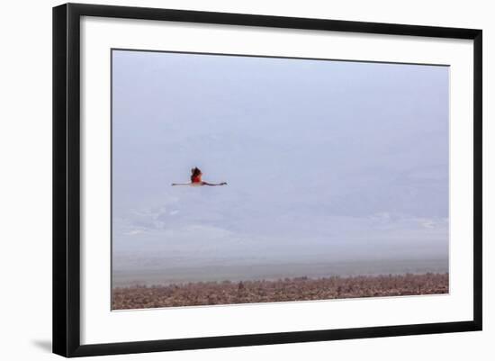 Flying Pink Flamingo in the Salar De Atacama, Chile and Bolivia-Françoise Gaujour-Framed Photographic Print