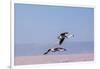 Flying Pink Flamingos from the Andes in the Salar De Atacama, Chile and Bolivia-Françoise Gaujour-Framed Premium Photographic Print