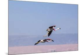 Flying Pink Flamingos from the Andes in the Salar De Atacama, Chile and Bolivia-Françoise Gaujour-Mounted Premium Photographic Print