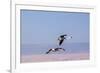 Flying Pink Flamingos from the Andes in the Salar De Atacama, Chile and Bolivia-Françoise Gaujour-Framed Photographic Print