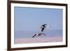 Flying Pink Flamingos from the Andes in the Salar De Atacama, Chile and Bolivia-Françoise Gaujour-Framed Photographic Print