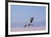 Flying Pink Flamingos from the Andes in the Salar De Atacama, Chile and Bolivia-Françoise Gaujour-Framed Photographic Print