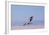 Flying Pink Flamingos from the Andes in the Salar De Atacama, Chile and Bolivia-Françoise Gaujour-Framed Photographic Print