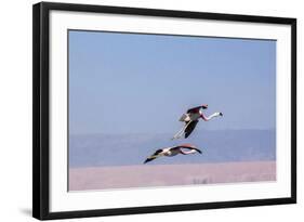 Flying Pink Flamingos from the Andes in the Salar De Atacama, Chile and Bolivia-Françoise Gaujour-Framed Photographic Print