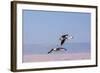 Flying Pink Flamingos from the Andes in the Salar De Atacama, Chile and Bolivia-Françoise Gaujour-Framed Photographic Print