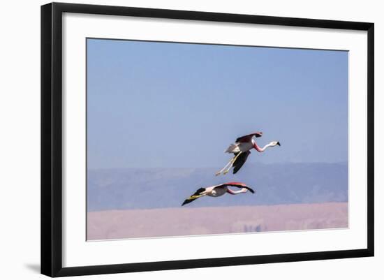 Flying Pink Flamingos from the Andes in the Salar De Atacama, Chile and Bolivia-Françoise Gaujour-Framed Photographic Print