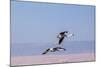 Flying Pink Flamingos from the Andes in the Salar De Atacama, Chile and Bolivia-Françoise Gaujour-Mounted Photographic Print