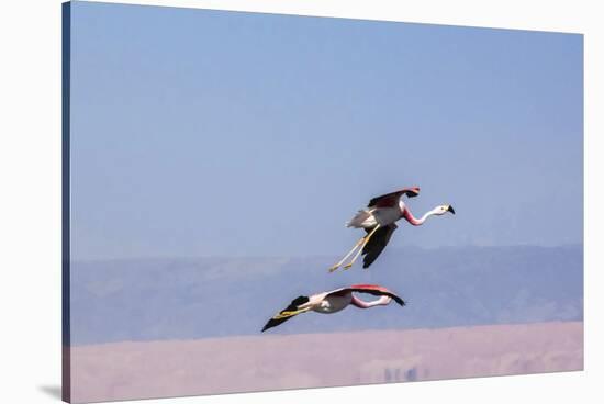 Flying Pink Flamingos from the Andes in the Salar De Atacama, Chile and Bolivia-Françoise Gaujour-Stretched Canvas