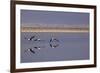 Flying Pink Flamingos in the Salar De Atacama, Chile and Bolivia-Françoise Gaujour-Framed Photographic Print