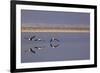 Flying Pink Flamingos in the Salar De Atacama, Chile and Bolivia-Françoise Gaujour-Framed Photographic Print