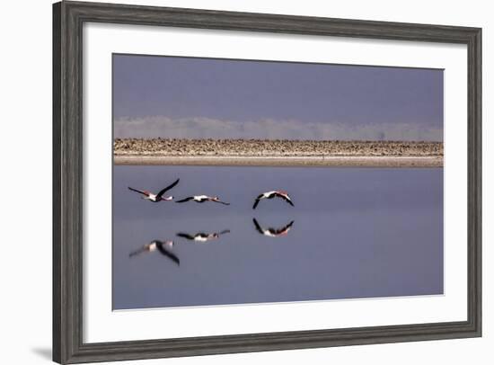 Flying Pink Flamingos in the Salar De Atacama, Chile and Bolivia-Françoise Gaujour-Framed Photographic Print