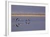 Flying Pink Flamingos in the Salar De Atacama, Chile and Bolivia-Françoise Gaujour-Framed Photographic Print