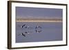Flying Pink Flamingos in the Salar De Atacama, Chile and Bolivia-Françoise Gaujour-Framed Photographic Print
