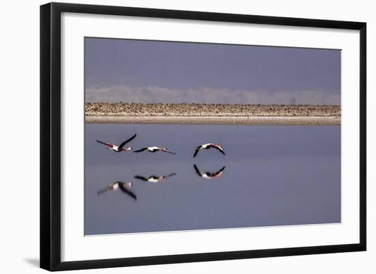 Flying Pink Flamingos in the Salar De Atacama, Chile and Bolivia-Françoise Gaujour-Framed Photographic Print