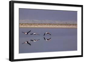 Flying Pink Flamingos in the Salar De Atacama, Chile and Bolivia-Françoise Gaujour-Framed Photographic Print