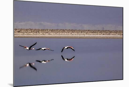 Flying Pink Flamingos in the Salar De Atacama, Chile and Bolivia-Françoise Gaujour-Mounted Photographic Print
