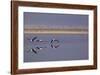 Flying Pink Flamingos in the Salar De Atacama, Chile and Bolivia-Françoise Gaujour-Framed Photographic Print